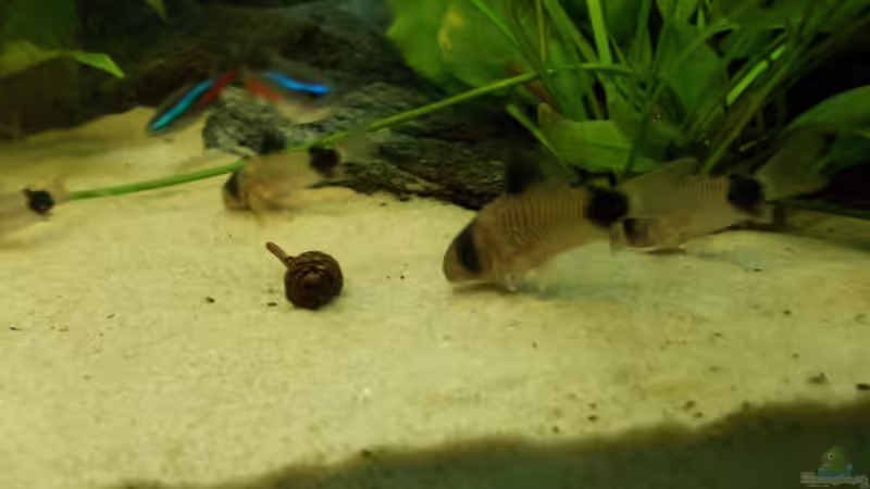 Besatz im Aquarium Orilla del rio Aufgelöst von Koehler (48)