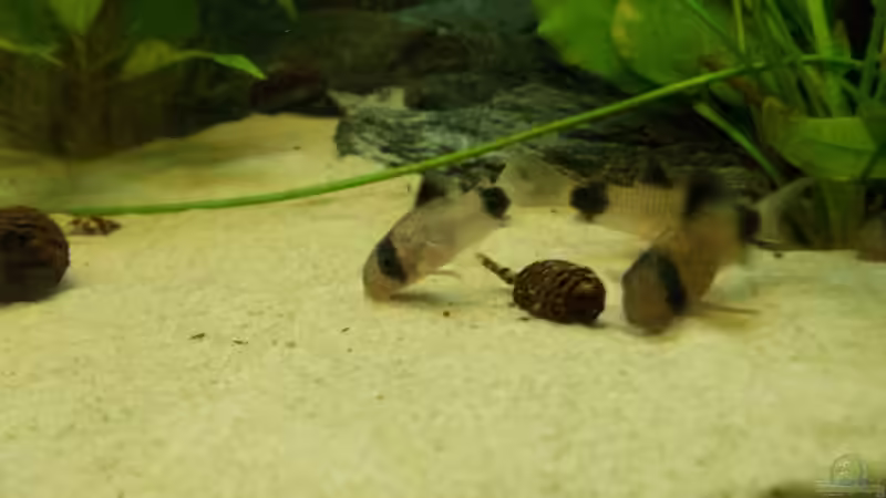 Besatz im Aquarium Orilla del rio Aufgelöst von Koehler (49)