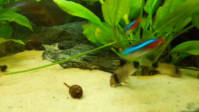 Besatz im Aquarium Orilla del rio Aufgelöst von Koehler (51)