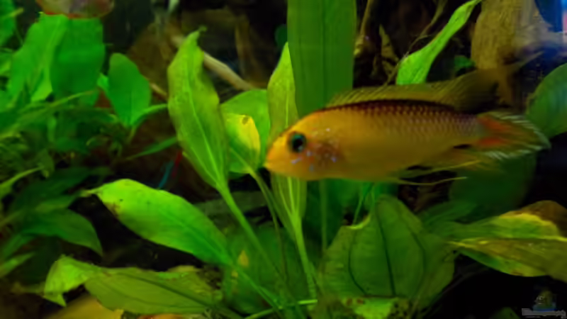 Besatz im Aquarium Orilla del rio Aufgelöst von Koehler (54)