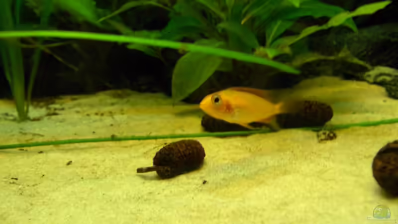 Besatz im Aquarium Orilla del rio Aufgelöst von Koehler (56)