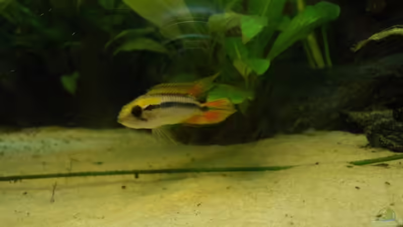 Besatz im Aquarium Orilla del rio Aufgelöst von Koehler (58)