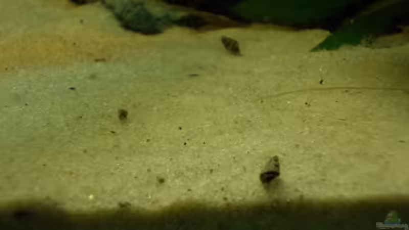 Besatz im Aquarium Orilla del rio Aufgelöst von Koehler (61)