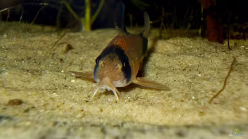 Besatz im Aquarium Orilla del rio Aufgelöst von Koehler (65)