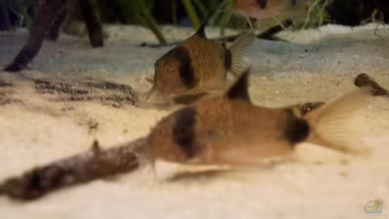 Besatz im Aquarium Orilla del rio Aufgelöst von Koehler (67)