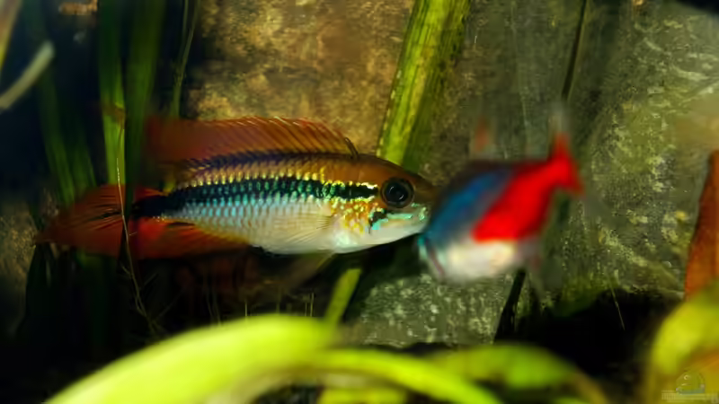 Besatz im Aquarium Orilla del rio Aufgelöst von Koehler (68)