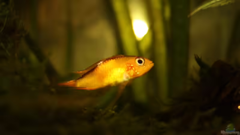 Besatz im Aquarium Orilla del rio Aufgelöst von Koehler (70)