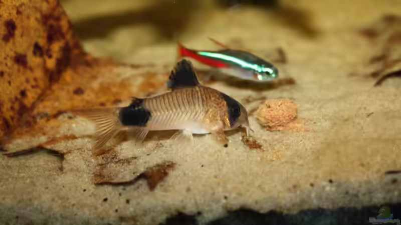 Besatz im Aquarium Orilla del rio Aufgelöst von Koehler (72)