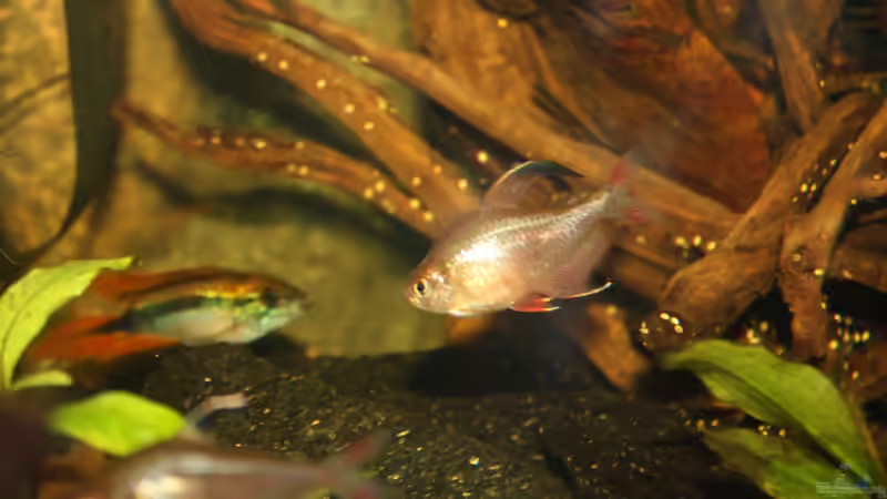 Besatz im Aquarium Orilla del rio Aufgelöst von Koehler (73)