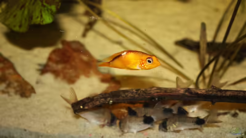 Besatz im Aquarium Orilla del rio Aufgelöst von Koehler (74)