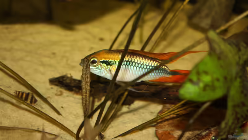 Besatz im Aquarium Orilla del rio Aufgelöst von Koehler (75)