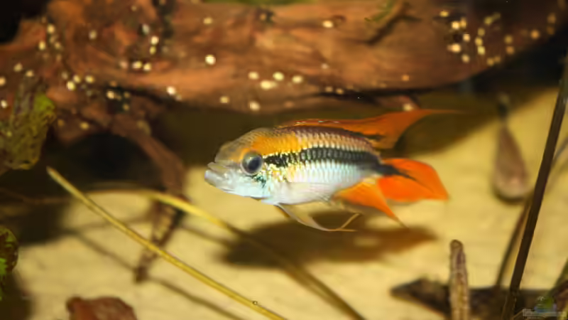 Besatz im Aquarium Orilla del rio Aufgelöst von Koehler (76)