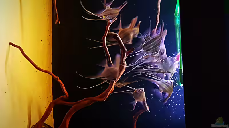 Besatz im Aquarium Orinoco Altum von Dani B (18)