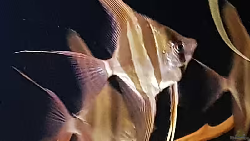 Besatz im Aquarium Orinoco Altum von Dani B (25)