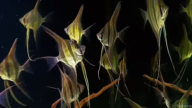 Besatz im Aquarium Orinoco Altum von Dani B (26)