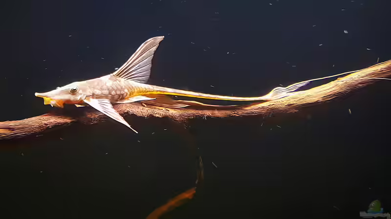 Besatz im Aquarium Orinoco Altum von Dani B (27)