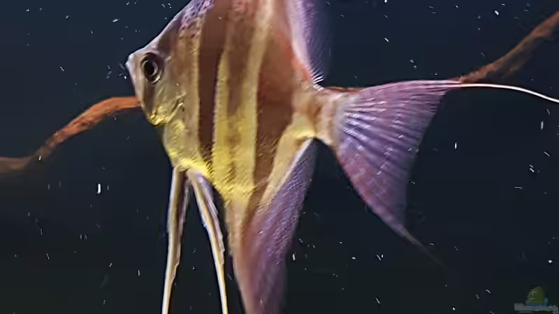 Besatz im Aquarium Orinoco Altum von Dani B (28)