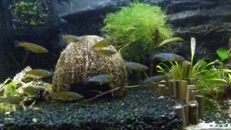 Besatz im Aquarium Oryzias-Becken 39l von Goldfischfan (4)