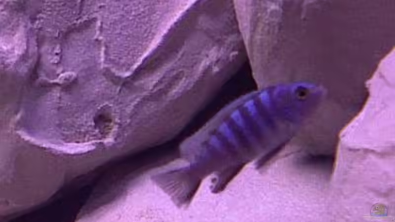 Besatz im Aquarium Ostafrika/Felslitoral von mbunafreund (15)