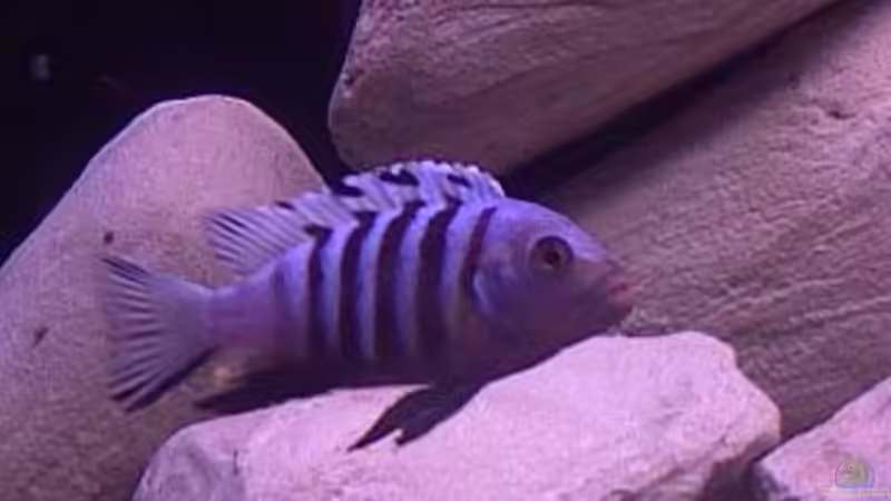 Besatz im Aquarium Ostafrika/Felslitoral von mbunafreund (16)