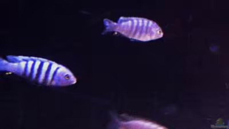 Besatz im Aquarium Ostafrika/Felslitoral von mbunafreund (18)