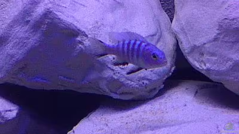 Besatz im Aquarium Ostafrika/Felslitoral von mbunafreund (19)