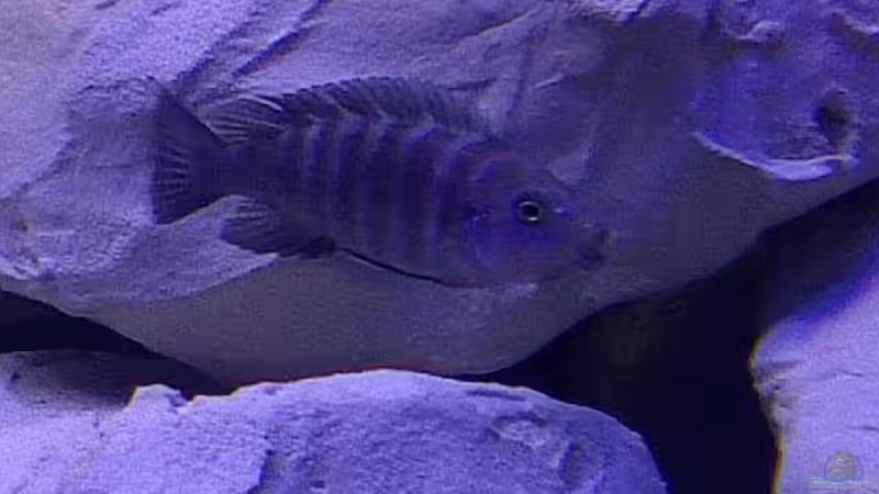 Besatz im Aquarium Ostafrika/Felslitoral von mbunafreund (21)