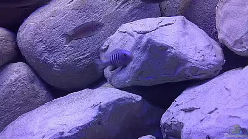 Besatz im Aquarium Ostafrika/Felslitoral von mbunafreund (22)