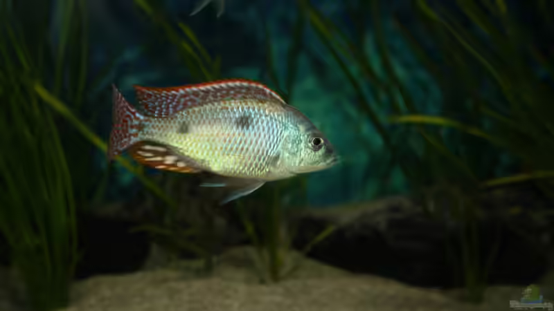 Besatz im Aquarium Otopharynx fast wie zu Hause von MikeM. (11)