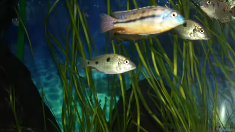 Besatz im Aquarium Otopharynx fast wie zu Hause von MikeM. (12)