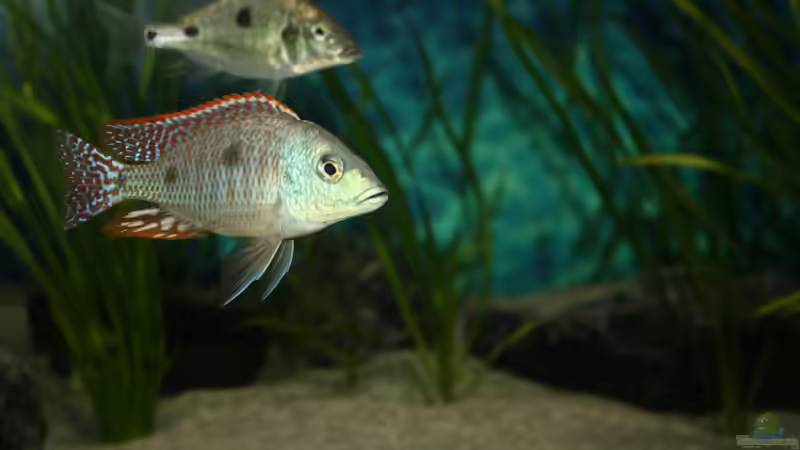 Besatz im Aquarium Otopharynx fast wie zu Hause von MikeM. (14)