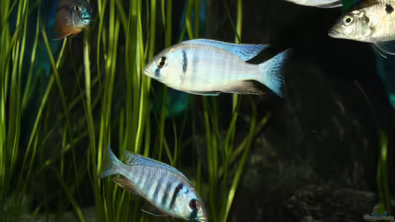 Besatz im Aquarium Otopharynx fast wie zu Hause von MikeM. (16)