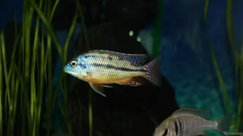 Besatz im Aquarium Otopharynx fast wie zu Hause von MikeM. (18)