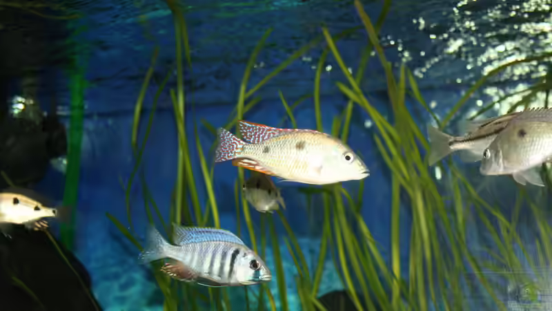 Besatz im Aquarium Otopharynx fast wie zu Hause von MikeM. (19)