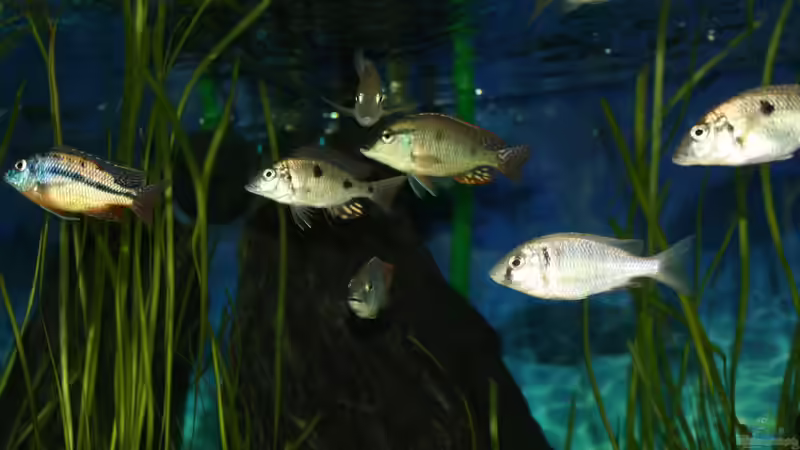 Besatz im Aquarium Otopharynx fast wie zu Hause von MikeM. (20)