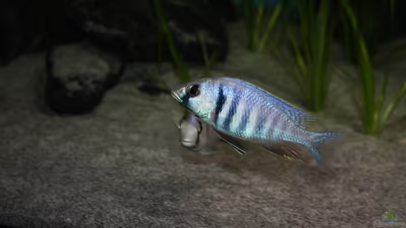 Besatz im Aquarium Otopharynx fast wie zu Hause von MikeM. (21)