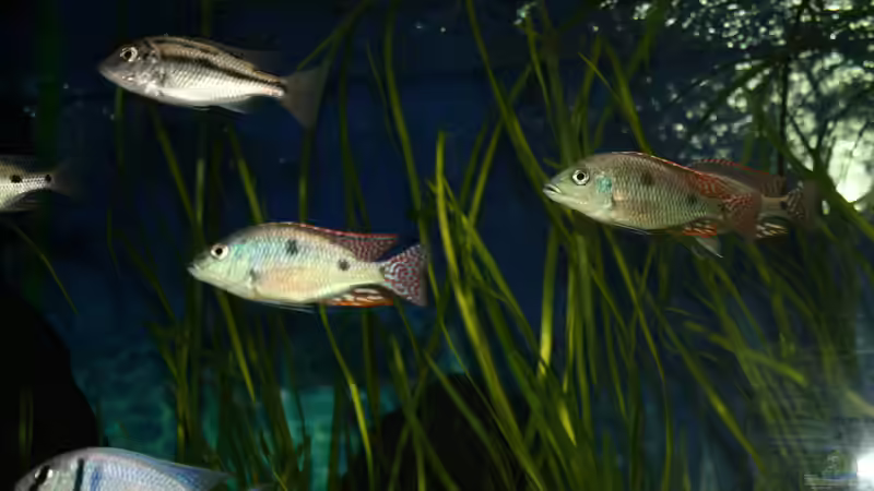 Besatz im Aquarium Otopharynx fast wie zu Hause von MikeM. (23)