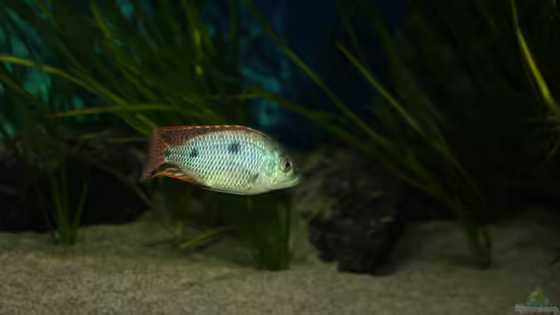 Besatz im Aquarium Otopharynx fast wie zu Hause von MikeM. (24)