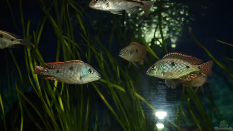 Besatz im Aquarium Otopharynx fast wie zu Hause von MikeM. (25)