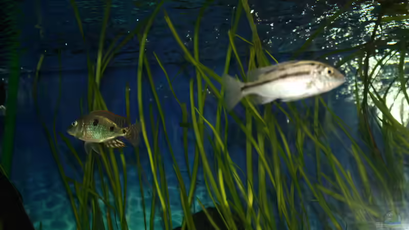 Besatz im Aquarium Otopharynx fast wie zu Hause von MikeM. (26)