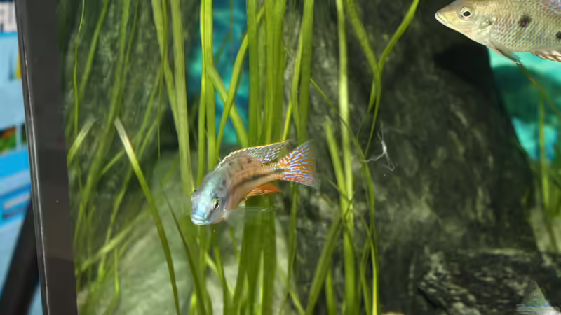 Besatz im Aquarium Otopharynx fast wie zu Hause von MikeM. (29)