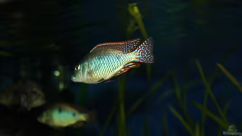 Besatz im Aquarium Otopharynx fast wie zu Hause von MikeM. (31)