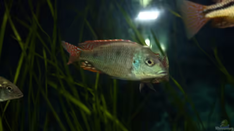 Besatz im Aquarium Otopharynx fast wie zu Hause von MikeM. (32)