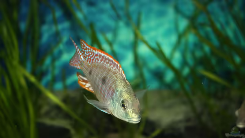 Besatz im Aquarium Otopharynx fast wie zu Hause von MikeM. (33)