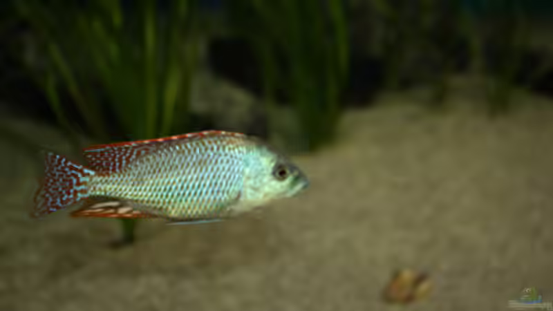 Besatz im Aquarium Otopharynx fast wie zu Hause von MikeM. (34)