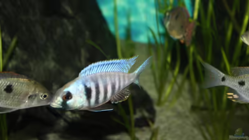 Besatz im Aquarium Otopharynx fast wie zu Hause von MikeM. (35)