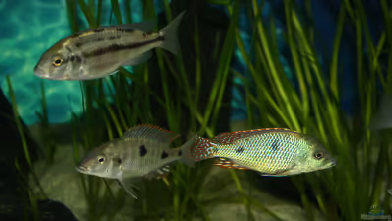 Besatz im Aquarium Otopharynx fast wie zu Hause von MikeM. (38)