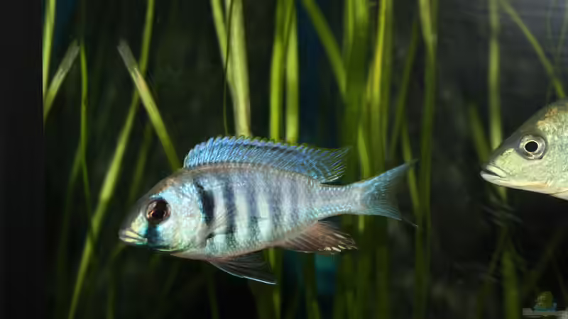 Besatz im Aquarium Otopharynx fast wie zu Hause von MikeM. (39)