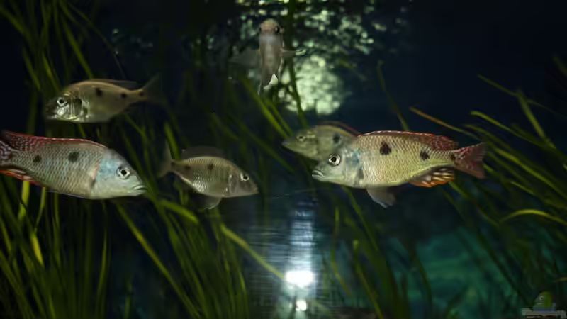 Besatz im Aquarium Otopharynx fast wie zu Hause von MikeM. (7) (27) (40)