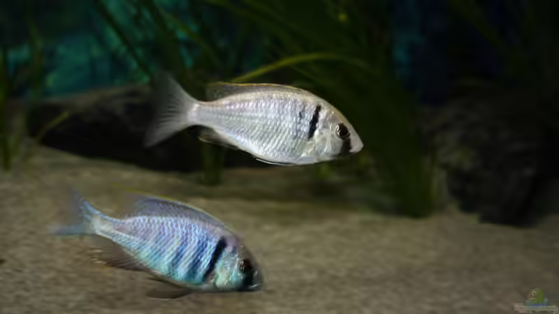 Besatz im Aquarium Otopharynx fast wie zu Hause von MikeM. (8)